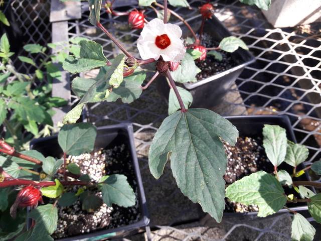 Hibiscus sabdariffa en godets : feuilles, fleurs et fruits